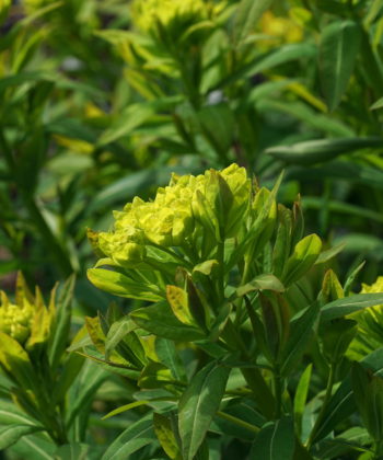 Euphorbia palustris 'Walenburg’s Glorie'.