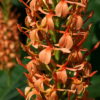 Hedychium densiflorum 'Sorung'.