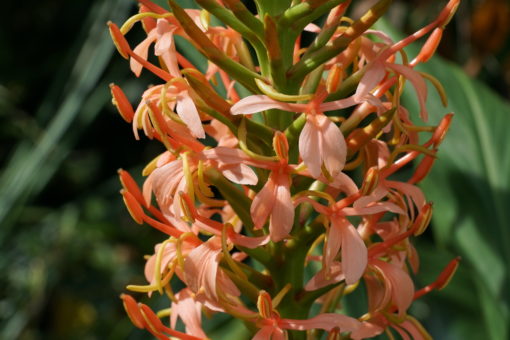 Hedychium densiflorum 'Sorung' ist bei der Blütenfarbe je nach Wetter etwas variabel.