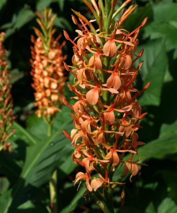 Hedychium densiflorum 'Sorung' steht bei uns seit Jahren ausgepflanzt im Garten.