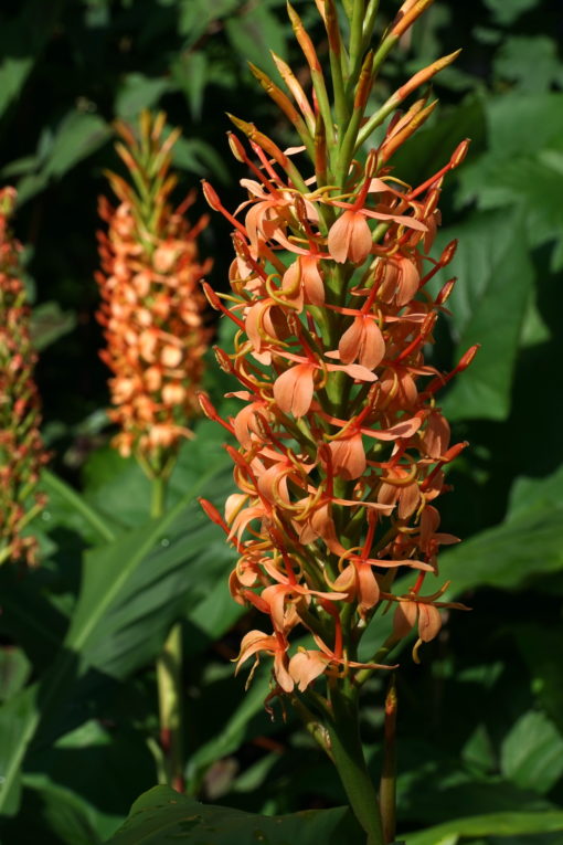 Hedychium densiflorum 'Sorung' steht bei uns seit Jahren ausgepflanzt im Garten.