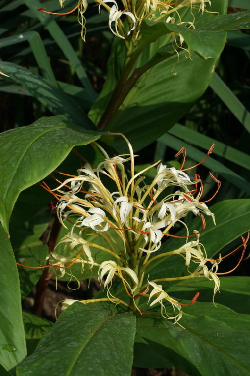 Hedychium tengchongense 'Trum Trom'.