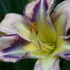 Hemerocallis ‚Destined To See’.