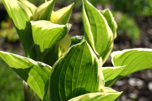 Hosta 'Diamond Tiara'.