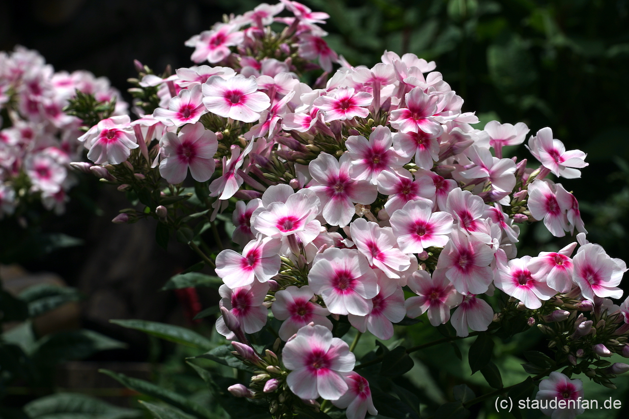 Phlox paniculata 'Kirmesländer' bildet unglaublich breite Blütenkuppeln.