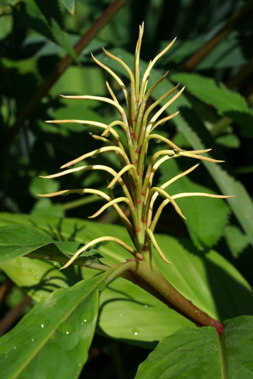 Verheißungsvolle Knospen von Hedychium tengchongense 'Trum Trom'.