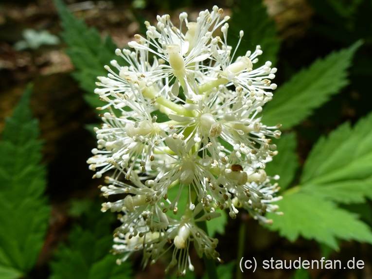 Actaea pachypoda AH201303 Gärtnerei Staudenfan