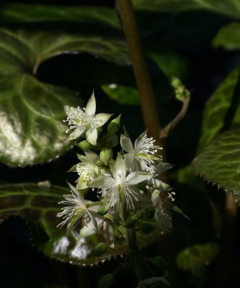 Beesia calthifolia Blüten und frisches Laub.