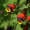Blütendetail von Tropaeolum tricolor.
