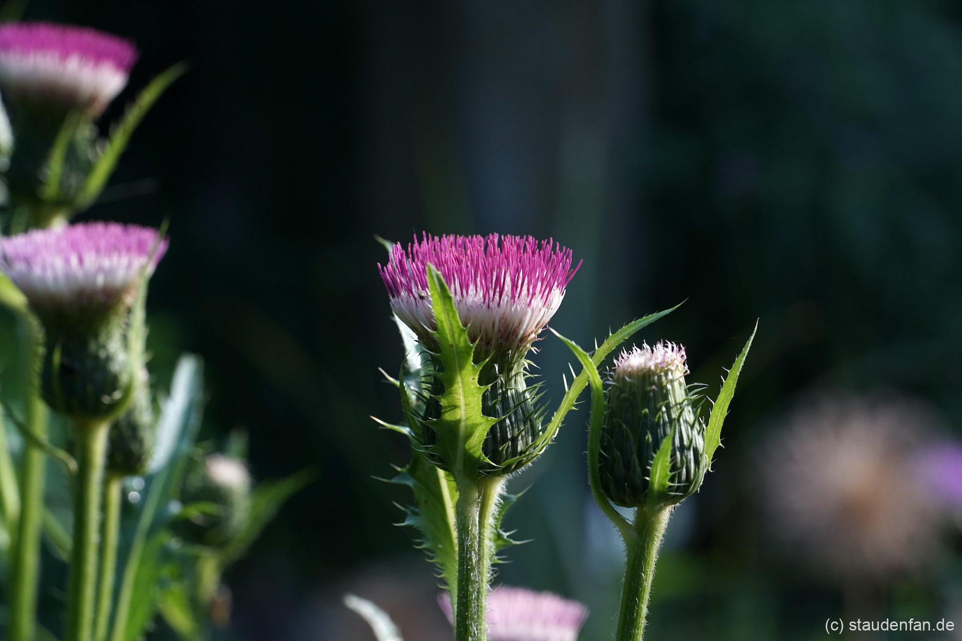 Cirsium 'Mount Etna' ist eine noch recht unbekannte Auslese.