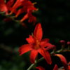Crocosmia x ‚Vulcan‘.