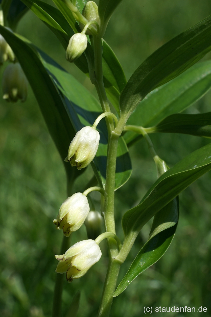 Die Blütenglocken von Disporopsis taiwanensis BSWJ3388.
