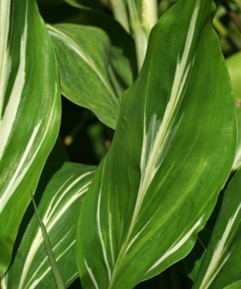 Die Panaschierung bei Zingiber mioga 'Dancing Crane' ist unterschiedlich stark je nach Blatt.
