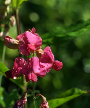 Lathyrus rotundifolius 'Tillyperone' nach einem Frühsommerschauer.