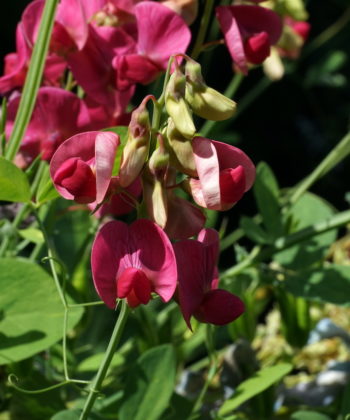 Lathyrus rotundifolius 'Tillyperone' rankt gerne durch ein Beet.