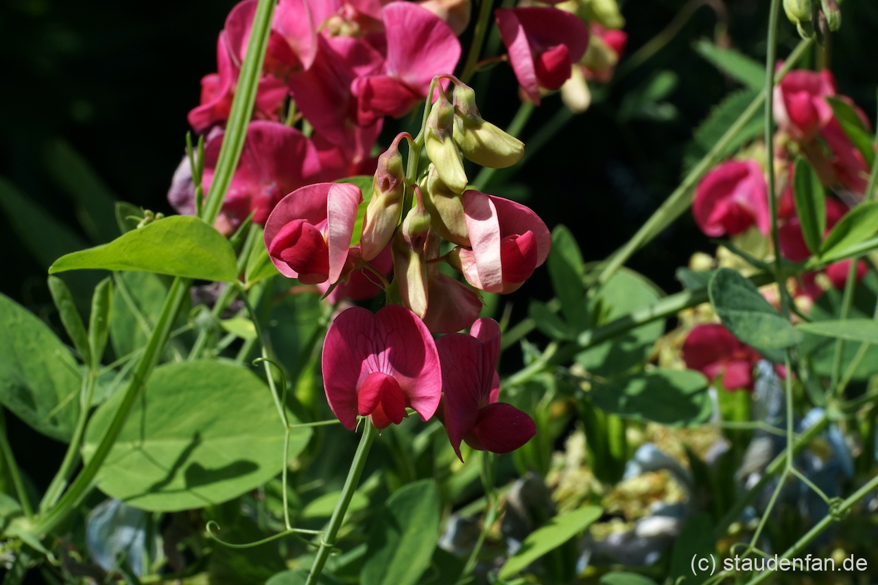Lathyrus rotundifolius 'Tillyperone' rankt gerne durch ein Beet.
