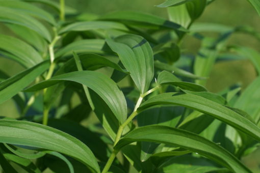 Maianthemum stellatum CWAH2017035 bildet kurze und dichte Triebe.