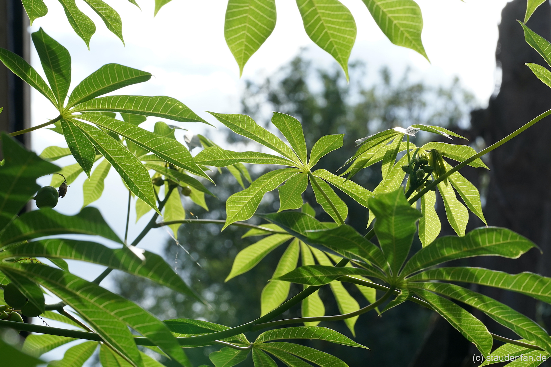 Manihot grahamii Gärtnerei Staudenfan