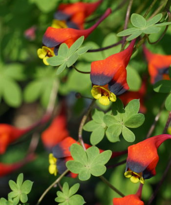 Tropaeolum tricolor berreichert den hiesigen Frühling.