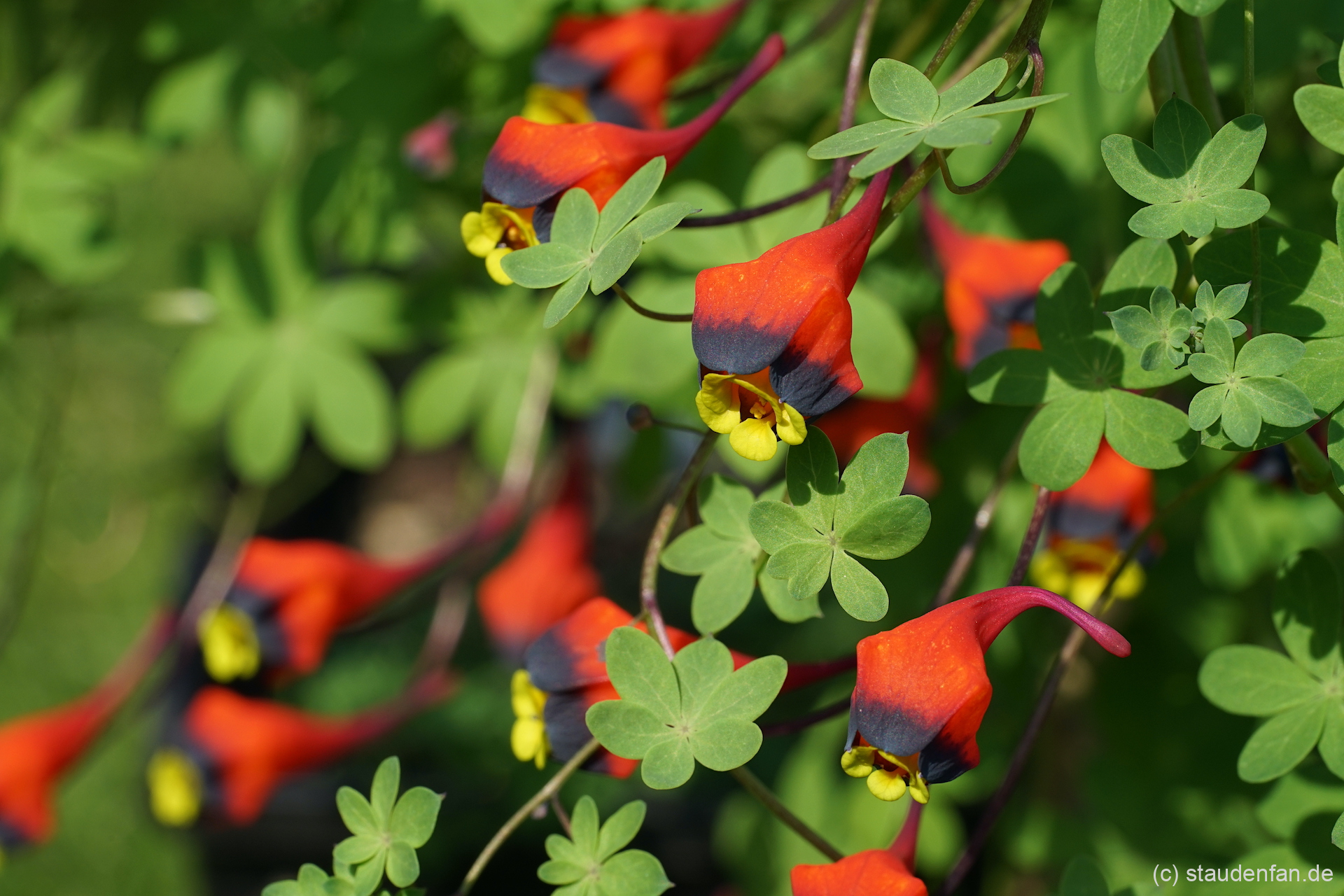 Tropaeolum tricolor berreichert den hiesigen Frühling.