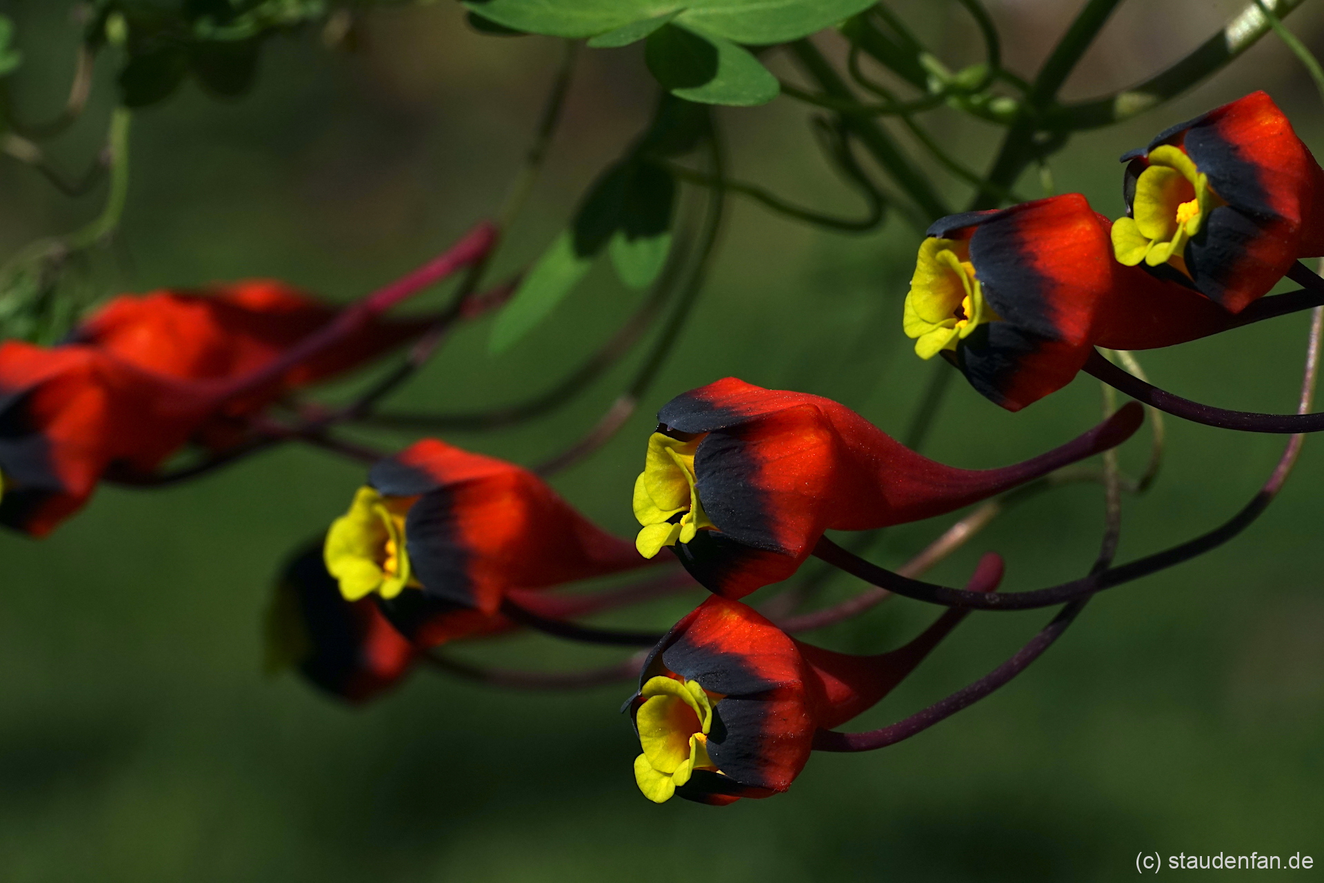Tropaeolum tricolor.