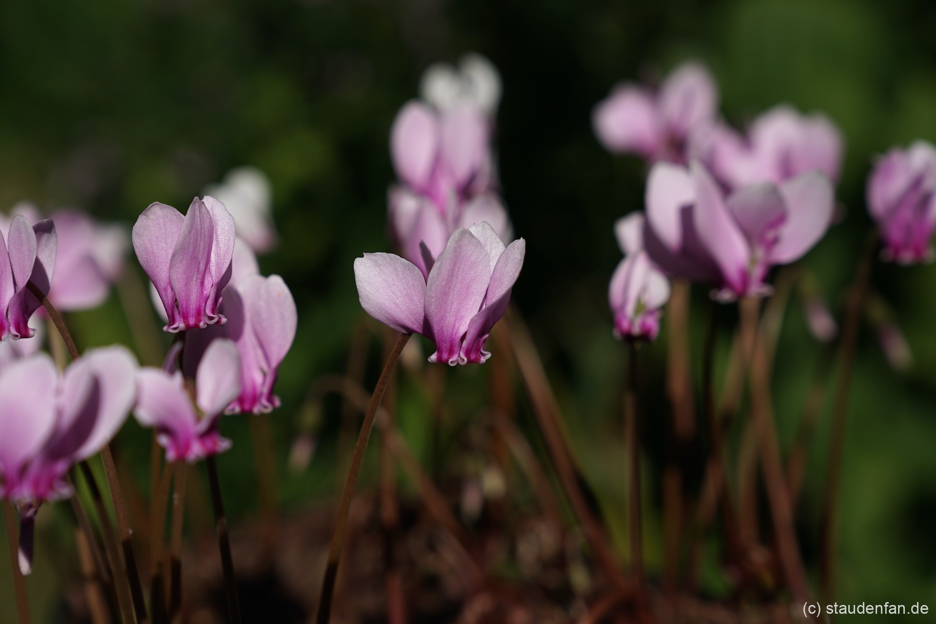 Cyclamen hederifolium Peloponnes Gärtnerei Staudenfan