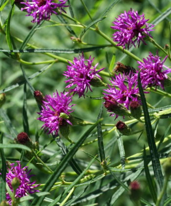 Vernonia lettermannii bildet viele tief violette Blütenköpfe.