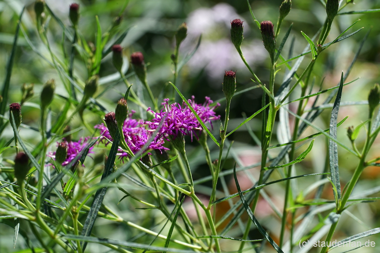 Vernonia lettermannii ist eine prächtige und zarte Staude zugleich.