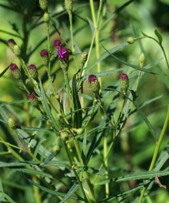 Vernonia lettermannii mit öffnenden Blüten.