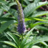 Veronicastrum 'Die Düsseldorferin'.