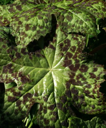 Das Laub von Podophyllum x 'Spotty Dotty' im Sommer.