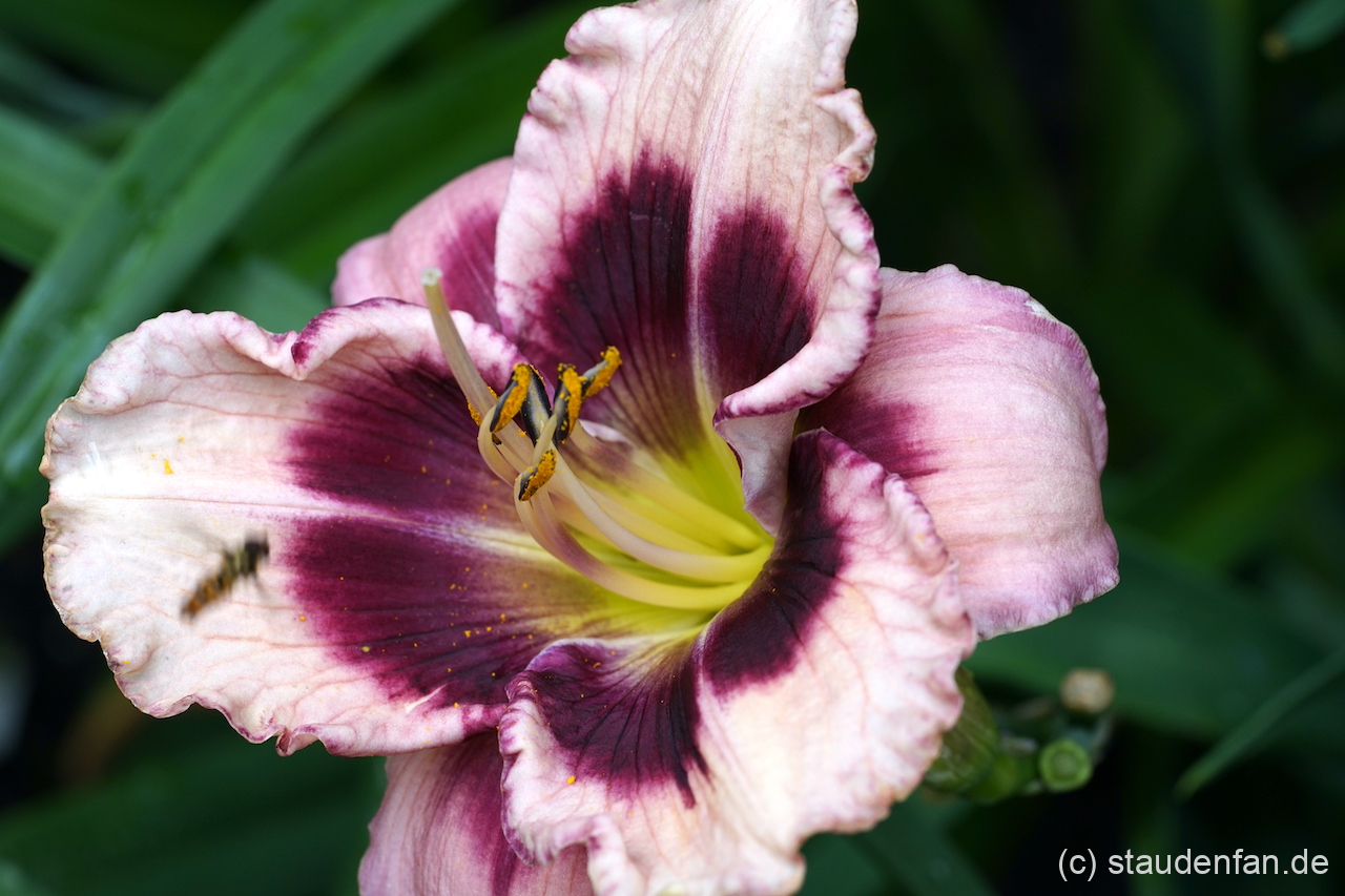 Hemerocallis 'Big Boo'.