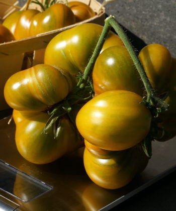 Die Fleischtomate 'Cherokee Green' wiegen meist um die 300 Gramm.