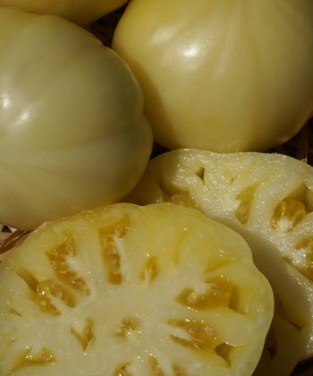 Die Stabtomate 'Duggin White' ist eine Heirloom-Sorte aus den USA.