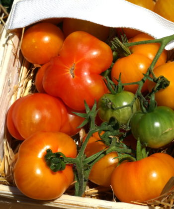 Die Stabtomate 'Rumi Banjan trägt sehr lange und reich.