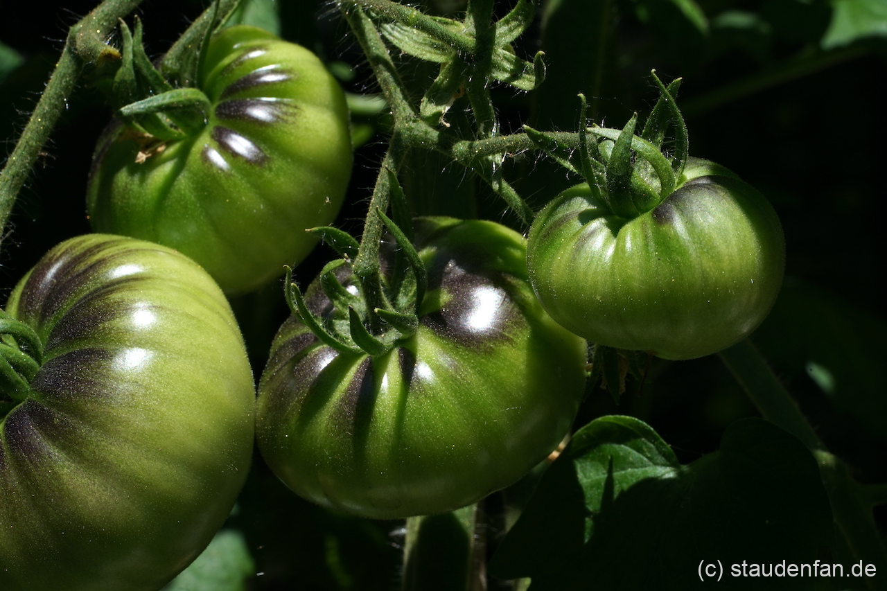 Die Tomate 'Red Beauty' zeigt schon unreif blaue Bäckchen.