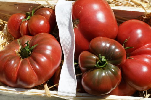 Die Tomatensorte 'Schwarze Sara' überzeugt mit großen Früchten, schöner Farbe und exzellenten Geschmack.