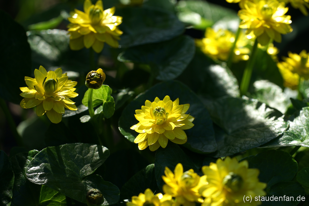 Ficaria verna 'Picton's Double' besitzt sehr haltbare Blüten.