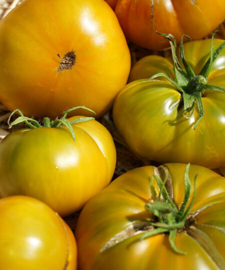 Fleischtomate 'Cherokee Green' ist eine überzeugende Sorte aus den USA.