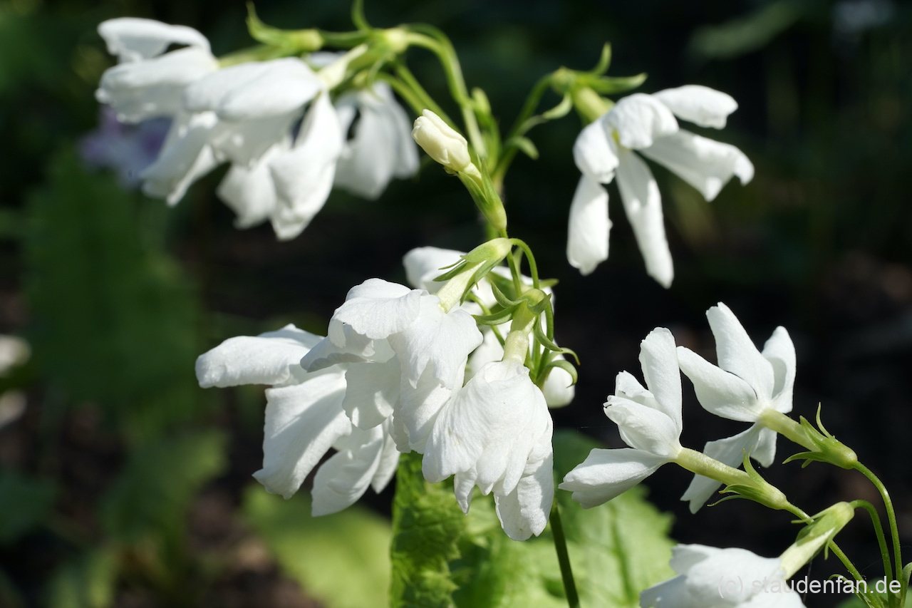 Voyaga etgan ayollar porno uyi Xotinim, keling, erkalab ketaylik.