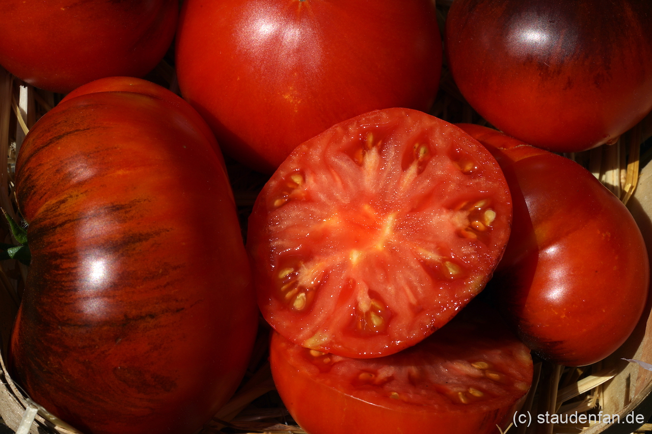 Tomate 'Red Beauty' ist eine ungewöhnlich gefärbte Fleischtomate.