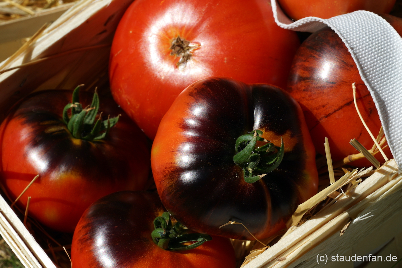 Tomate 'Red Beauty' ist schwarzviolett und leuchtend rot.