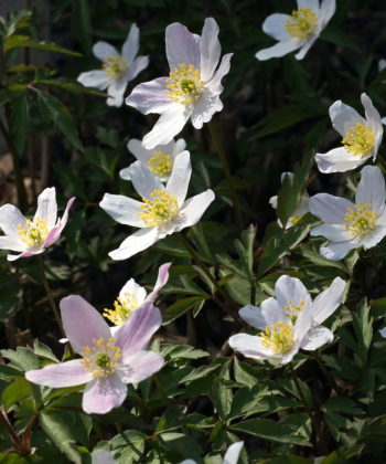 Anemone nemorosa 'Wisley Pink' am Anfang der Blütezeit.