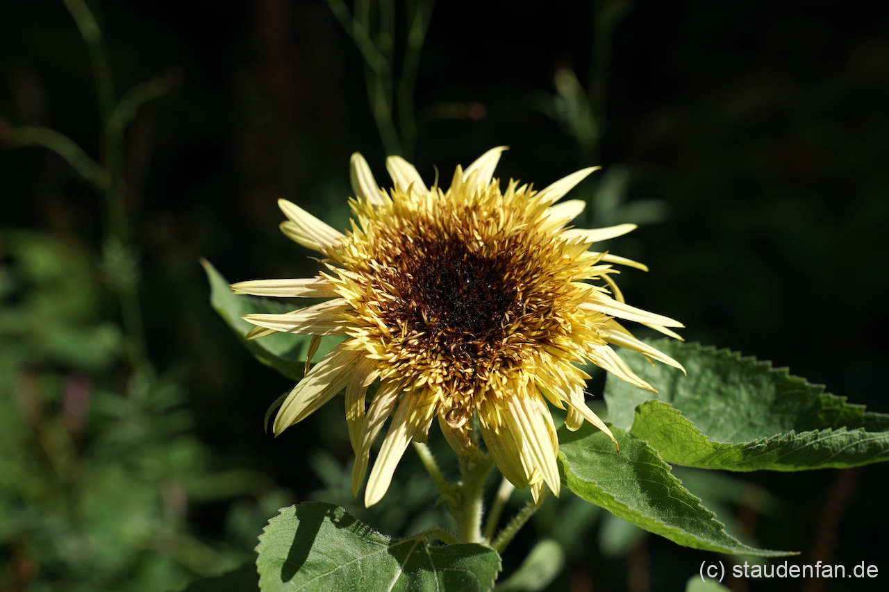 Die Blüten von Helianthus annuus 'Astra Rose' wirken wie gefüllt.