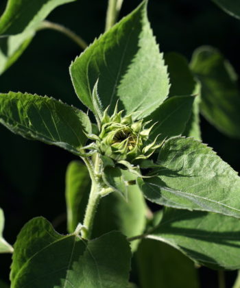 Die Knospe von Helianthus annuus 'Astra Rose'.