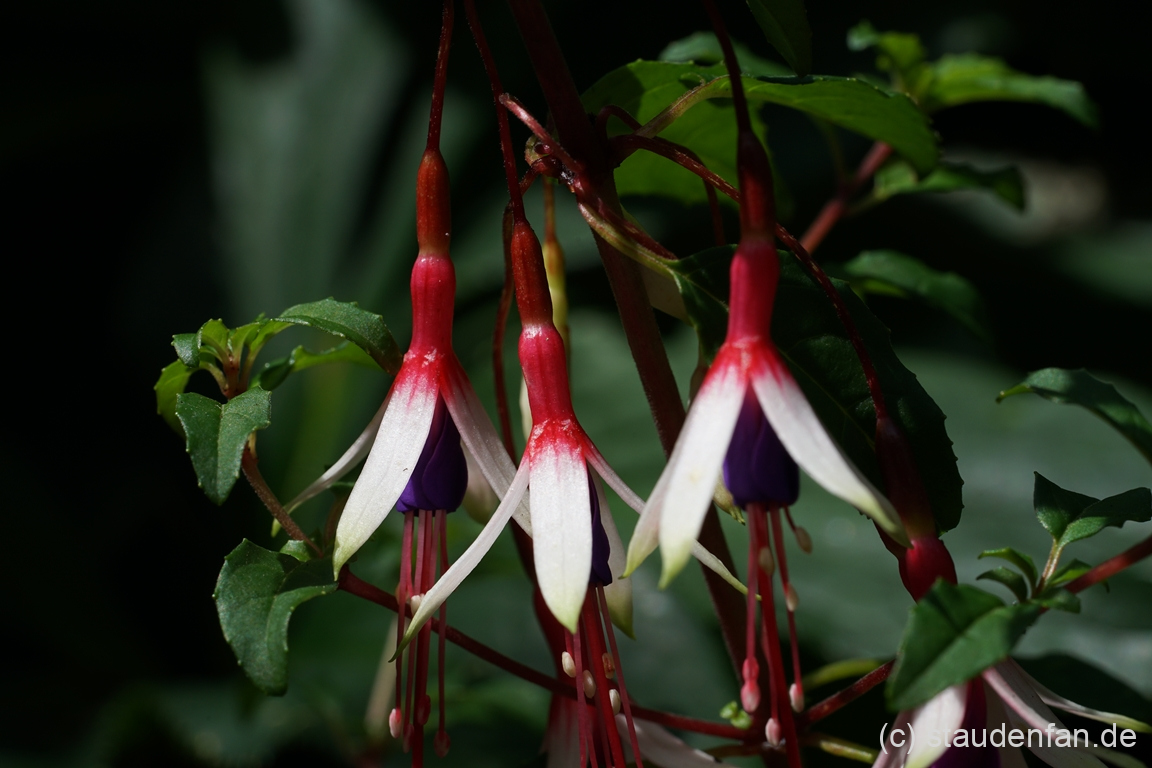Fuchsia magellanica var. arauco stammt ursprünglich aus Chile.