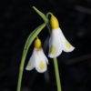 Galanthus 'Golden Fleece' ist eines der gesuchtesten Schneeglöckchen.