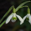 Galanthus 'Green Veins', grüne Venen aus Düsseldorf.