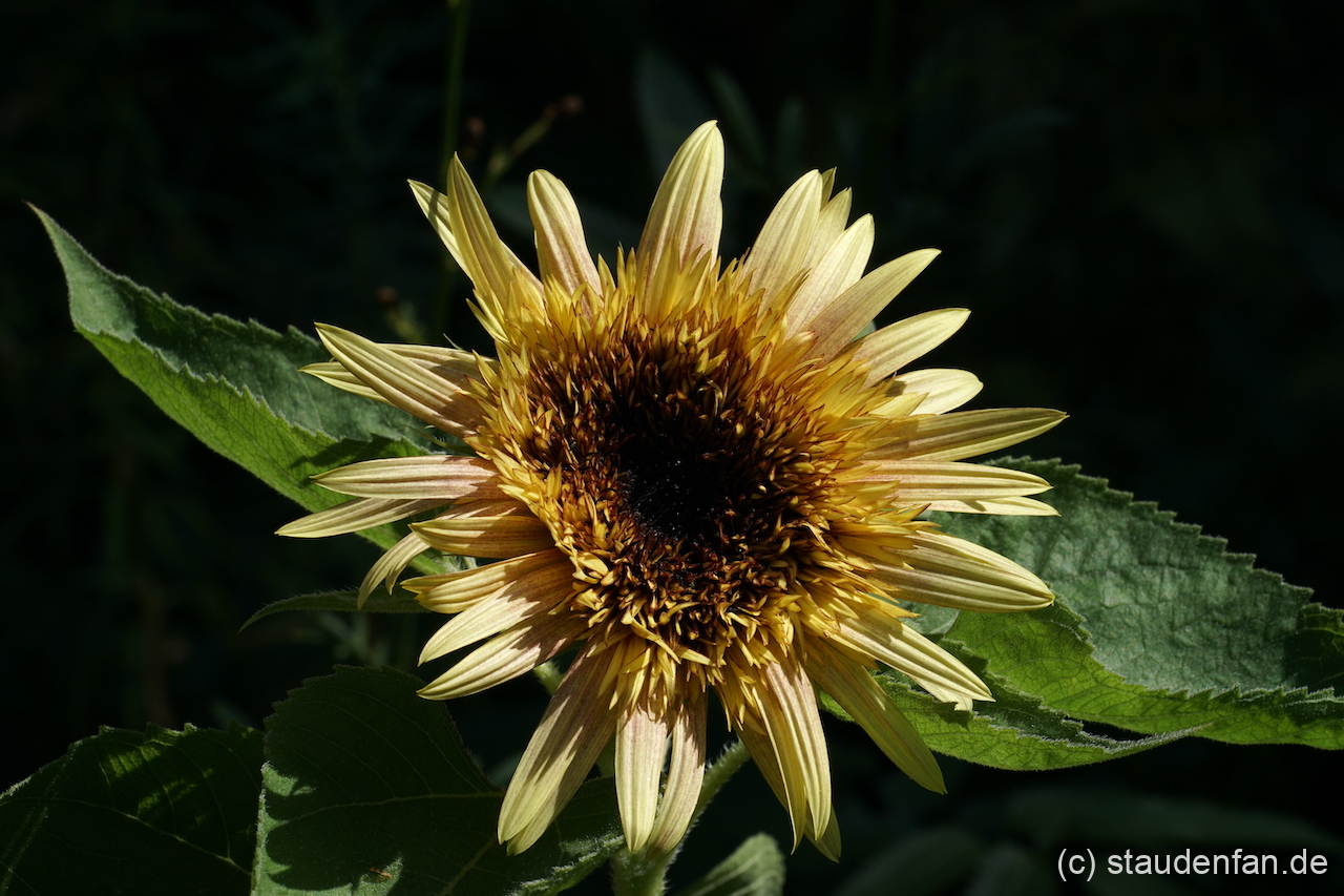 Helianthus annuus 'Astra Rose'.