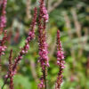 Je nach Witterung changiert Persicaria amplexicaulis 'Rowden Gem' auch in die mehr rötlichen Töne.